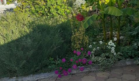 Горная лаванда