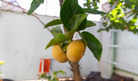 Гостевой дом Маяк, Геленджик