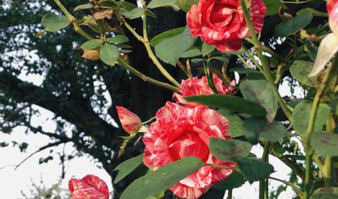 Солнечная горка