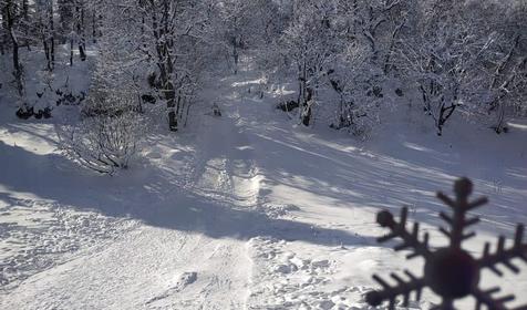 Вид из окна. Сруб №3. База отдыха Сосновая терраса, плато Лаго-Наки