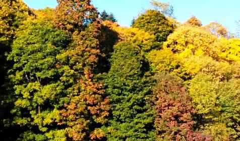 Коттедж Сосновая терраса, плато Лаго-Наки