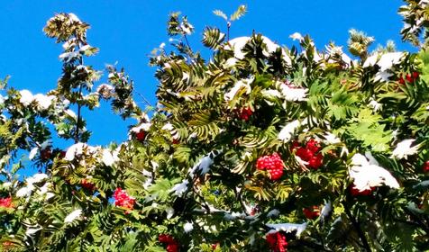 Коттедж Сосновая терраса, плато Лаго-Наки