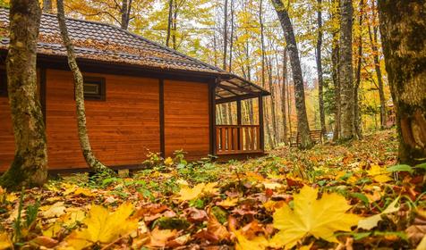 Зеленый Гай