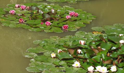 Эко-хутор Серебряный Ключ, Апшеронский район, Лаго-Наки