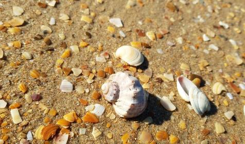 Белая Лилия