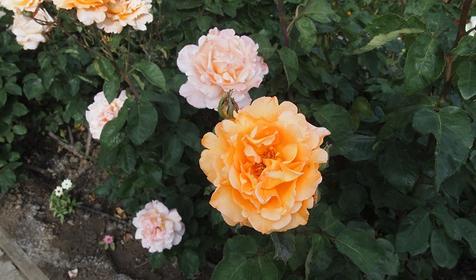 Татьянин дом