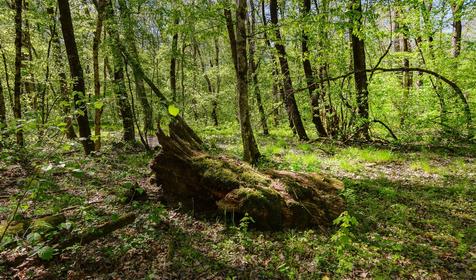 База отдыха Яблочный гусь, Северский р-он, п. Тхамаха