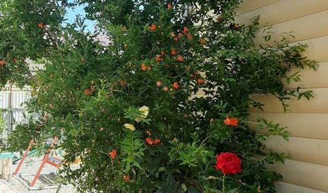 У двух сестер