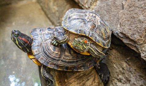 Гостевой дом Евгений, г. Сочи, п. Лазаревское