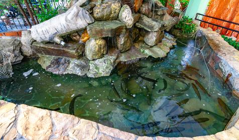 Гостевой дом Августа. Сочи, Лазаревский райн, п. Аше