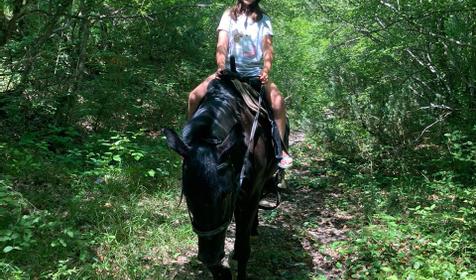 Клуб верховой езды