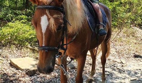 Клуб верховой езды