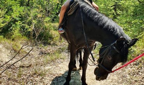 Клуб верховой езды