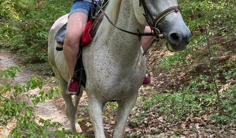 Клуб верховой езды