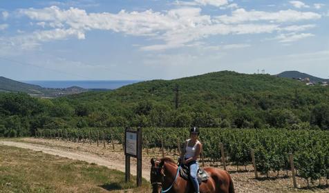 Клуб верховой езды