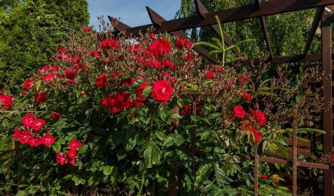 Отель Оливия, Анапа