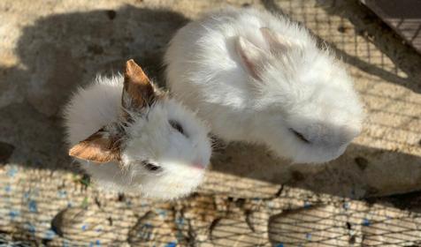 SPA-отель Grace Arli, Сочи, Адлер