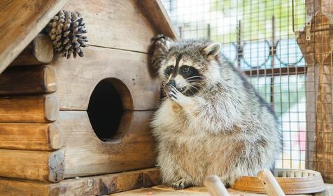 SPA-отель Grace Arli, Сочи, Адлер