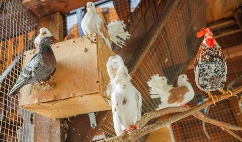 SPA-отель Grace Arli, Сочи, Адлер