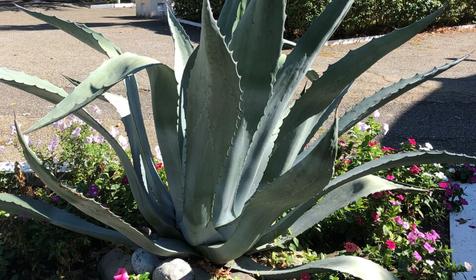 Военный санаторий Лазурный берег (ФГБУ СКК "Сочинский" МО РФ), Сочи, Лазаревское, Головинка