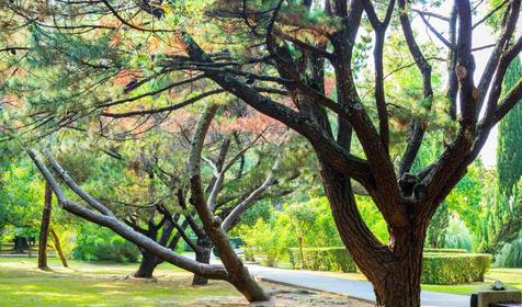 Инфраструктура. СОК Адлеркурорт, г. Сочи, Адлерский район