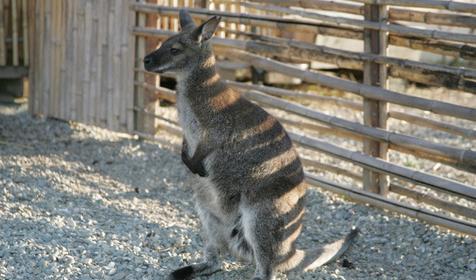 Санаторий Октябрьский (АО "РЖД-Здоровье"), Сочи