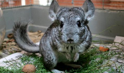 Санаторий Октябрьский (АО "РЖД-Здоровье"), Сочи