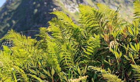 Горнолыжный курорт Роза Хутор