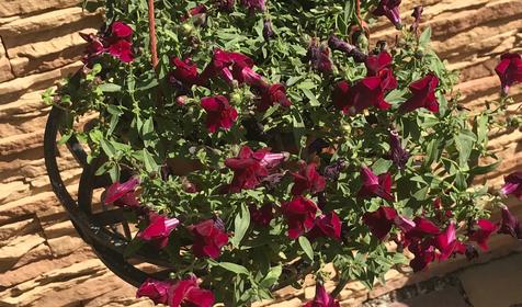 Гостевой дом Анна, Геленджик