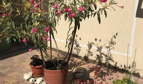 Гостевой дом Анна, Геленджик