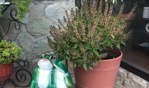 Гостевой дом Анна, Геленджик