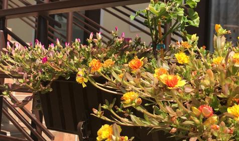 Гостевой дом Анна, Геленджик