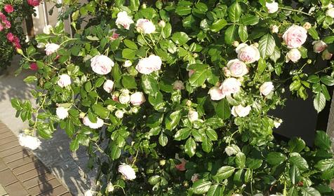 На Высотной 7