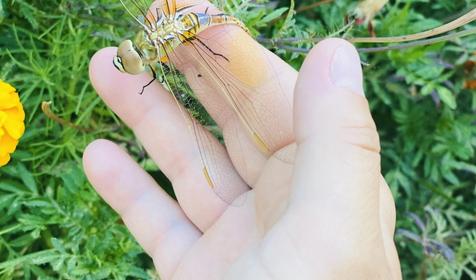 Апартаменты "Морской квартал". Темрюк, Веселовка