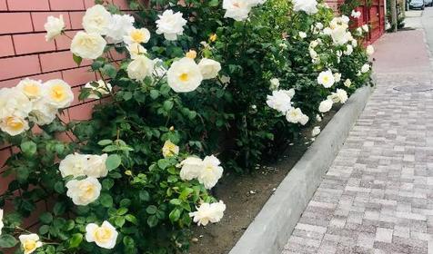 Отель Арарат, Сочи, Адлер