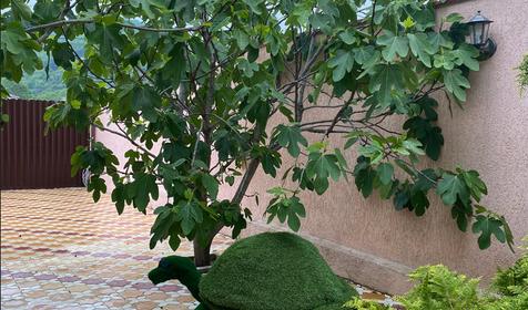 Гостевой дом Заречье, Туапсе, Новомихайловский