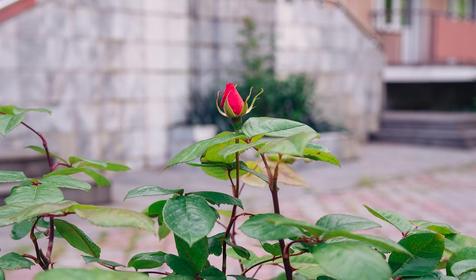 Пансионат Энергетик, Туапсе, Шепси