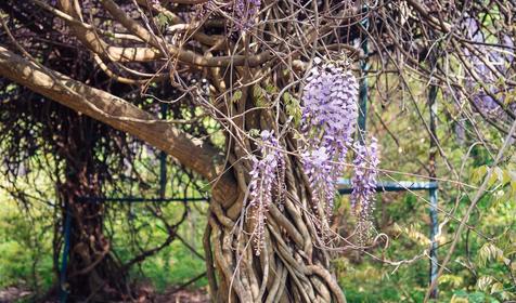 Пансионат Энергетик, Туапсе, Шепси
