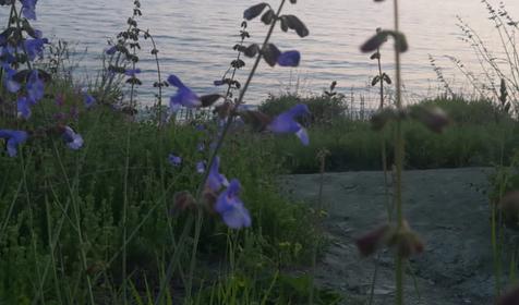 Севкавтисиз