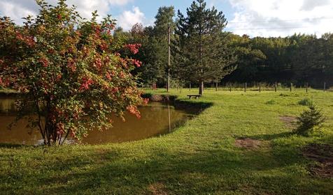 Лесной дворик