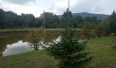 Лесной дворик