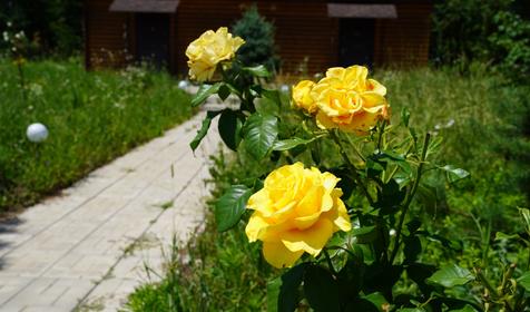 Зеленые Холмы