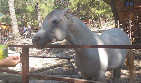 Сафари-парк, Геленджик