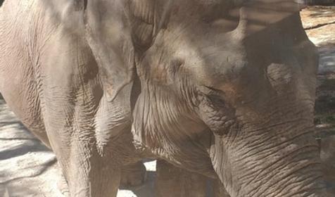 Сафари-парк, Геленджик