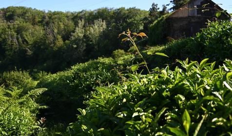 Лунная соната