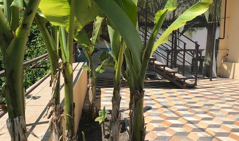 Гостевой дом Alex Home. Туапсе. Небуг