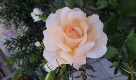 Гостевой дом У моря