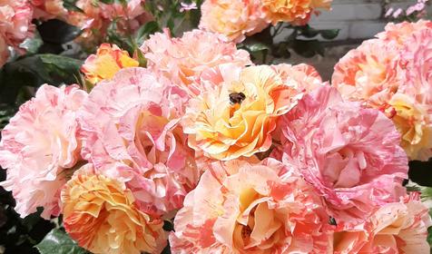 Гостевой дом У моря