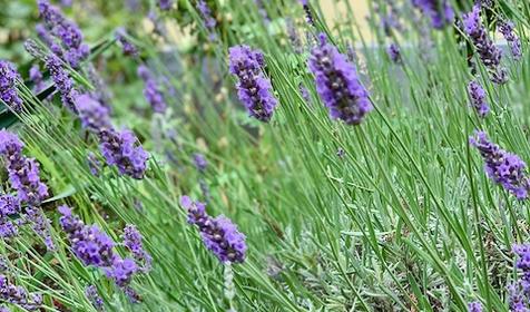 Лаванда