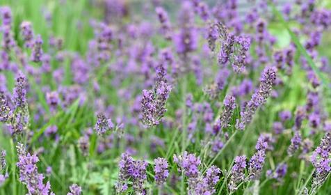 Лаванда